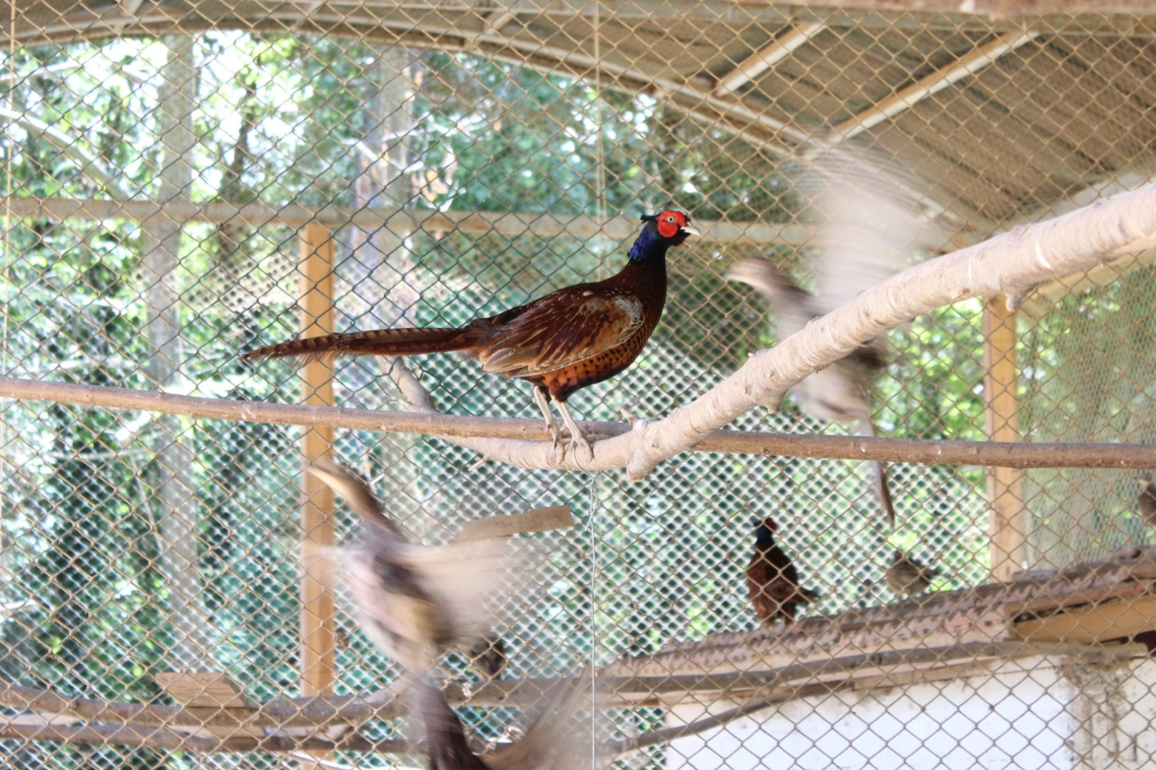 Kahverengi kokarcaya karşı sülün desteği