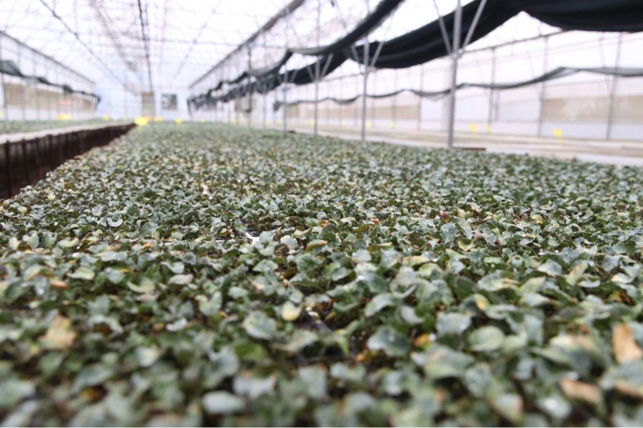 Ordu’da ilk kez üretildi: 200 bin fide dağıtıma hazır